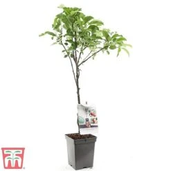 Apple Duo Patio Fruit Trees -Green Haven Shop apple2