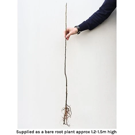 Cherry 'Stella' Bare Root 2 Cherry 'Stella' Bare Root - Image 2