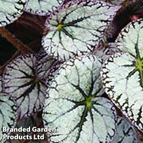 Begonia 'Silver Lace' 2 Begonia 'Silver Lace' - Image 2