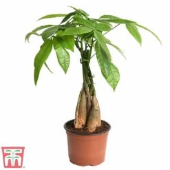 Pachira Aquatica Tree With Braided Stem 6 Pachira Aquatica Tree With Braided Stem -Green Haven Shop braid