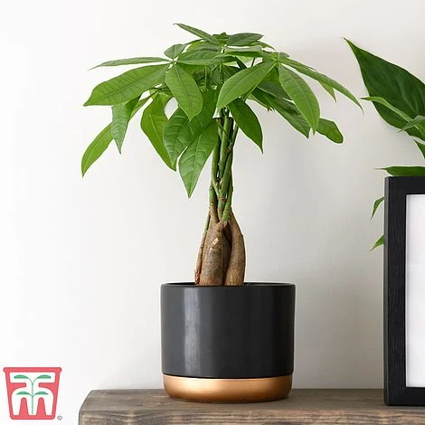 Pachira Aquatica Tree With Braided Stem 1 Pachira Aquatica Tree With Braided Stem