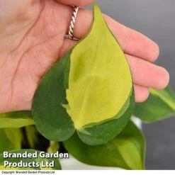 Philodendron Scandens Brasil -Green Haven Shop brasil