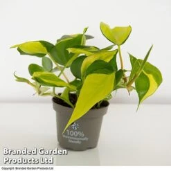 Philodendron Scandens Brasil -Green Haven Shop brasil2