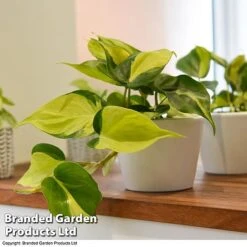 Philodendron Scandens Brasil -Green Haven Shop brasil4