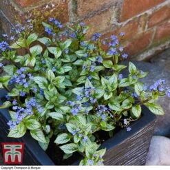 Brunnera Macrophylla 'Jack Frost' -Green Haven Shop brun jack