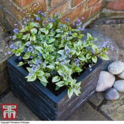 Brunnera Macrophylla 'Jack Frost' -Green Haven Shop brun jack2