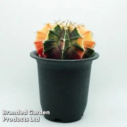 Cactus Gymnocalycium Mihanovichii F. Variegata Mixed -Green Haven Shop cacts