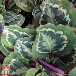 Calathea Roseopicta 'Medallion' -Green Haven Shop cal1