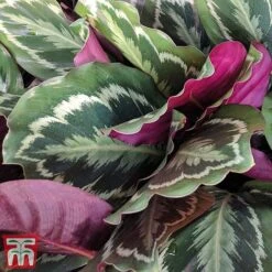 Calathea Roseopicta 'Medallion' -Green Haven Shop cal31