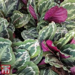 Calathea Roseopicta 'Medallion' -Green Haven Shop cal41