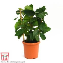 Calamondin Orange - Citrus -Green Haven Shop calamon supplied