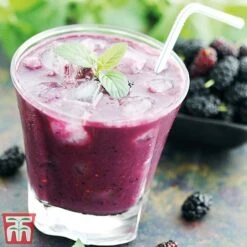 Mulberry 'Charlotte Russe' (Mojo Berry) -Green Haven Shop charl