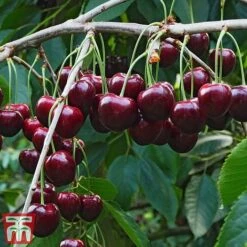 Cherry Patio Duo 'Hedelfinger & Dubbele Meikers' 6 Cherry Patio Duo 'Hedelfinger & Dubbele Meikers' -Green Haven Shop cherry 1