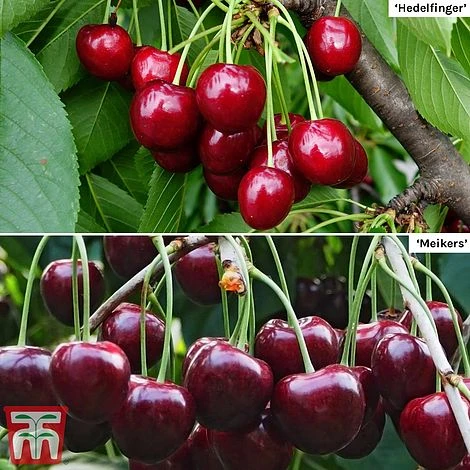 Cherry Patio Duo 'Hedelfinger & Dubbele Meikers' 1 Cherry Patio Duo 'Hedelfinger & Dubbele Meikers'