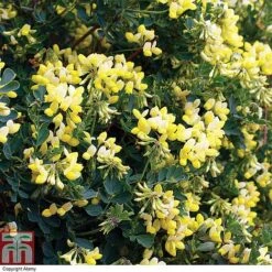 Coronilla Valentina Subsp. Glauca 'Citrina' 8 Coronilla Valentina Subsp. Glauca 'Citrina' -Green Haven Shop cit