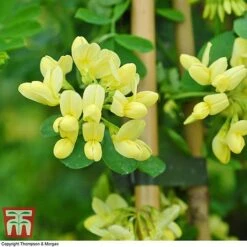 Coronilla Valentina Subsp. Glauca 'Citrina' 9 Coronilla Valentina Subsp. Glauca 'Citrina' -Green Haven Shop citrinia 2