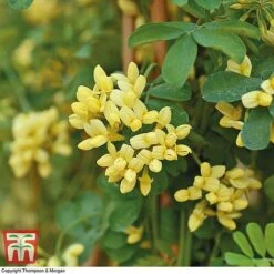 Coronilla Valentina Subsp. Glauca 'Citrina' 11 Coronilla Valentina Subsp. Glauca 'Citrina' -Green Haven Shop citrinia 3