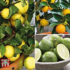 Citrus Tree Collection 11 Citrus Tree Collection -Green Haven Shop citrus t10993 A