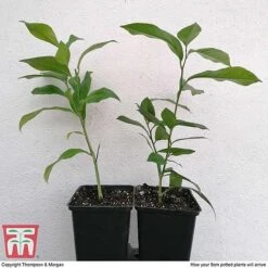 Citrus Tree Collection 9 Citrus Tree Collection -Green Haven Shop citrus t10993 ARRIVAL