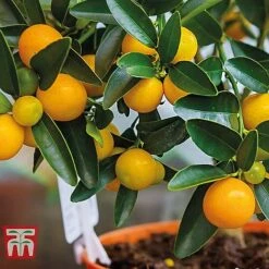 Citrus Tree Collection 8 Citrus Tree Collection -Green Haven Shop citrus t10993 C
