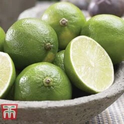 Citrus Tree Collection 10 Citrus Tree Collection -Green Haven Shop citrus t10993 D