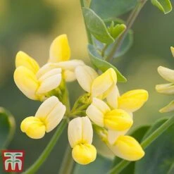 Coronilla Valentina Subsp. Glauca 'Citrina'