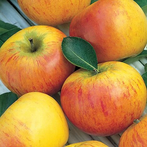 Apple 'Family Apple Tree' 2 Apple 'Family Apple Tree' - Image 2