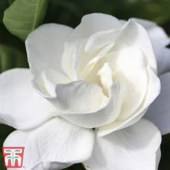 Gardenia 'Deluxe' -Green Haven Shop del