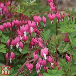Dicentra Spectabilis -Green Haven Shop dice