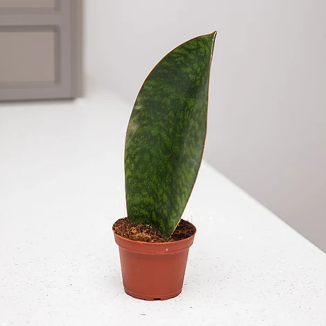 Shark Fin Sanseveria 1 Shark Fin Sanseveria