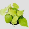 Philodendron Micans Lemon And Lime