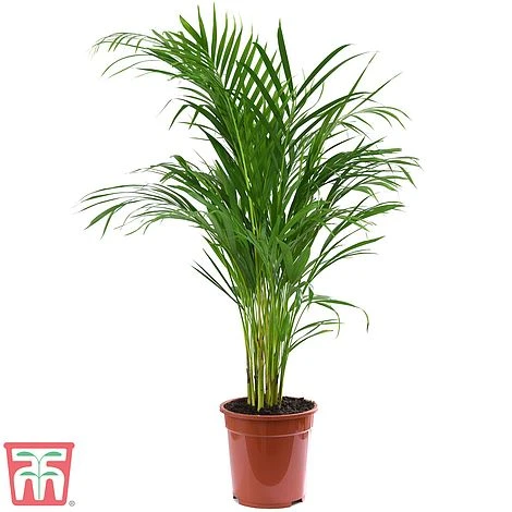 Bamboo Palm 2 Bamboo Palm - Image 2