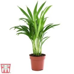 Bamboo Palm 6 Bamboo Palm -Green Haven Shop dyps2