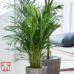 Bamboo Palm 7 Bamboo Palm -Green Haven Shop dyps3