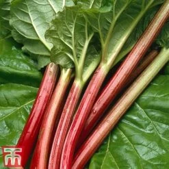 Rhubarb 'Sanvitos®' Duo 8 Rhubarb 'Sanvitos®' Duo -Green Haven Shop early3