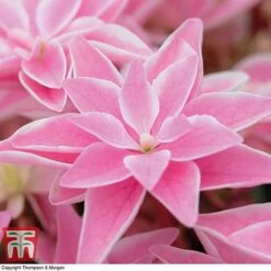 Hydrangea 'Double Dutch Edam' -Green Haven Shop edam