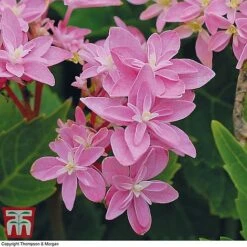 Hydrangea 'Double Dutch Edam' -Green Haven Shop edam3