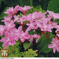 Hydrangea 'Double Dutch Edam' -Green Haven Shop edam4