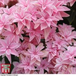 Hydrangea 'Double Dutch Edam' -Green Haven Shop edam5