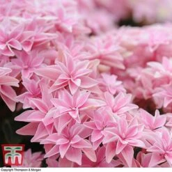 Hydrangea 'Double Dutch Edam' -Green Haven Shop edam6