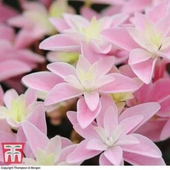 Hydrangea 'Double Dutch Edam' -Green Haven Shop edam7