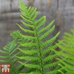 Dryopteris Affinis -Green Haven Shop fern2