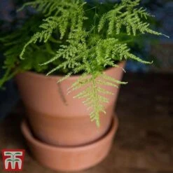 Asparagus Setaceus Plumosus -Green Haven Shop fern21