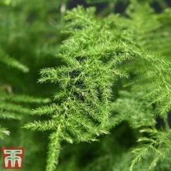 Asparagus Setaceus Plumosus -Green Haven Shop fern4