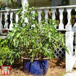 Fig 'Little Miss Figgy' -Green Haven Shop fig little