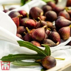 Fig 'Little Miss Figgy' -Green Haven Shop fig little3