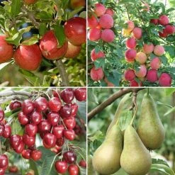 Mini Orchard Collection -Green Haven Shop fruit NOW1