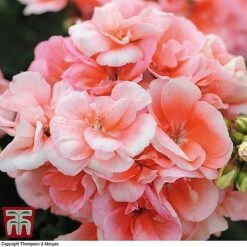 Geranium Giant 'Salmon Princess'