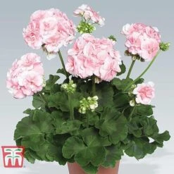 Geranium Giant 'Salmon Princess' -Green Haven Shop ger WKB5412 C