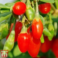 Green Haven Shop -Green Haven Shop goji